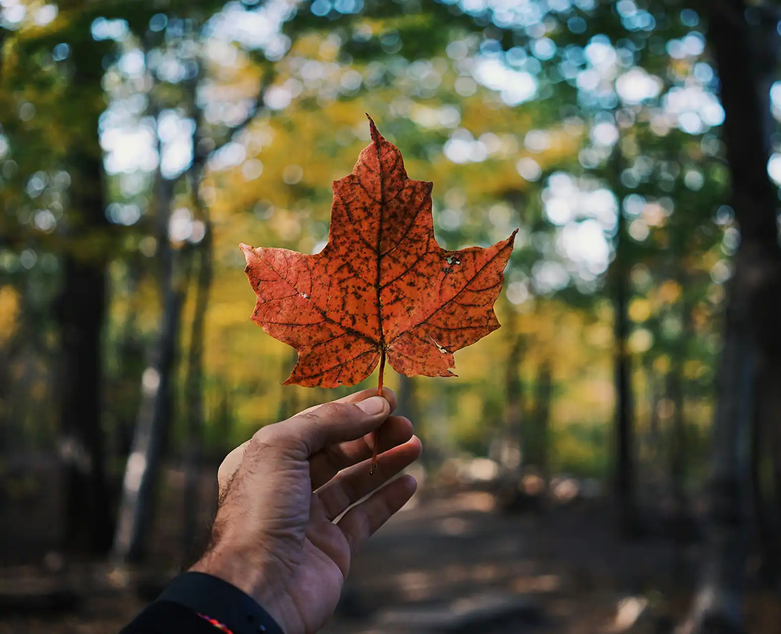 Hand holding up a maple leaf in a wood (photo)