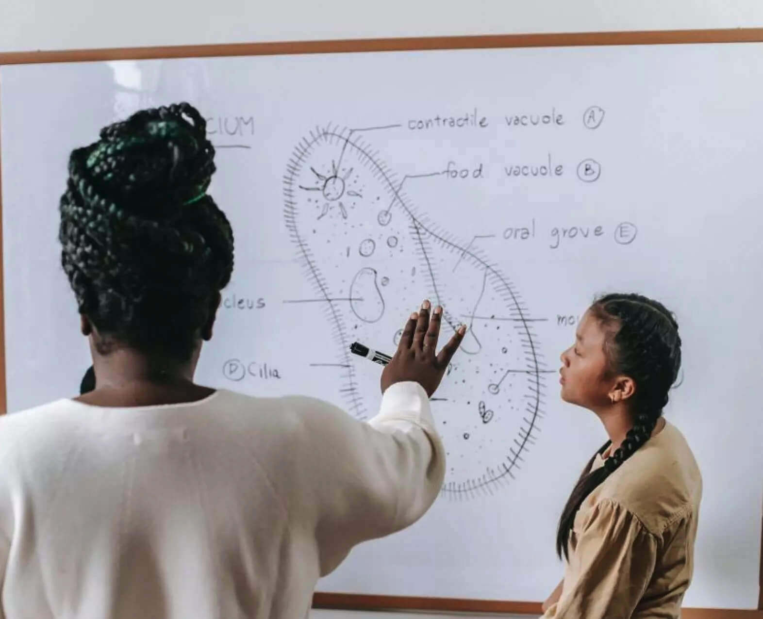 Two women at a whiteboard discussing a biological diagram. (photo)